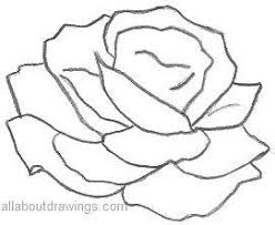 beautiful rose pencil drawings