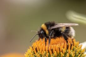 What are the bumblebees with white faces? How To Get Rid Of Bumble Bees Insect Cop