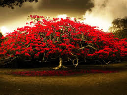 free red flowers tree hd