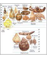 Flower Bulb Identification Plant Summer Blooming Bulbs In