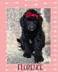 miniature poodle in victoria dogs