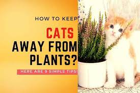 Keeping Cats Away From Plants 9 Simple