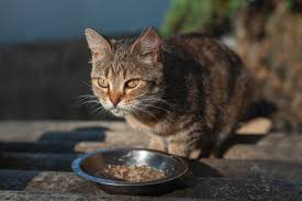 5 homemade cat food recipes for cats