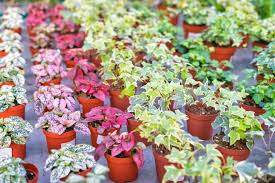 Best Plant Nurseries In Kerala For