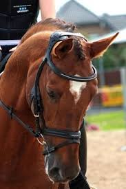 65 Best Horse Tack Images In 2018 Horses Horse Bridle