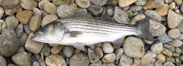 Striped Bass Facts