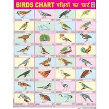 birds chart size 45 x 57 cms ट च ग