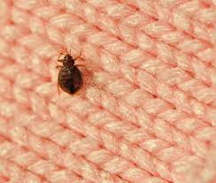 bed bug identification how to