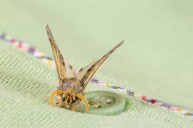 Killing all the flying moths won't solve the problem because it's their babies that do the actual damage. How To Prevent And Remove Moths In Your Clothes Getting Rid Of Moths Moths Eating Clothes Moth Repellent