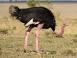 how-fast-is-an-ostrich