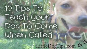 3 damage talents and two universal resists with mighty, 3 damage talents and 3 critical talents, or ward pets. Near Perfect Recall 10 Tips To Teach Your Dog To Come When Called Little Dog Tips