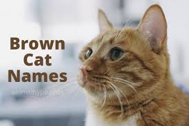Even male cats are manly creatures, so don't give your male buddy a girly name, because even they don't tab tabby tadeo tadeus taddie tai taksa taksony talbot talman talon talorg talos tamer tamir tancredo taner tanicus tanner tano tansy tao tapan tarang tarasios. 221 Brown Cat Names That You Ll Love Animal Hype