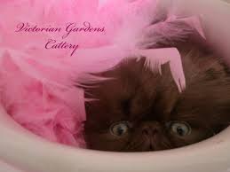 Our kittens are never in a cage and live the good life with a beautiful nursery. Persian Kittens For Sale Himalayan Kittens For Sale