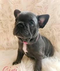 The chicago french bulldog rescue appreciates any amount you can donate. French Bulldog Puppies Available For Sale 1 For Sale In Madison Wisconsin Classified Americanlisted Com