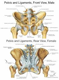 Formulary drug information for this topic. Pelvis And Ligaments Pelvis Anatomy Hip Anatomy Anatomy Bones