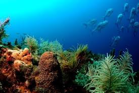 Image result for marine life effect