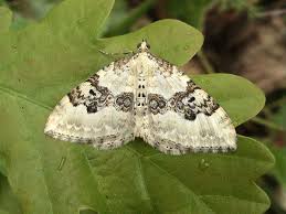 day flying macro moths devon moths