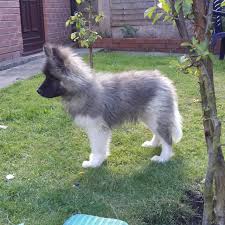 German shepard and corgi first because their genes are the most recessive then do that with akita or do corgi+akita i have a german shepherd akita mix. Japanese Akita Cross German Shepherd Manchester Greater Manchester Pets4homes