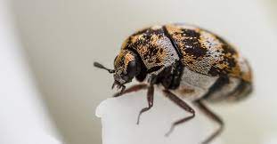 how to get rid of carpet beetles a z