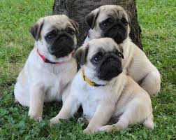 Download and use 10,000+ pug puppies rescue bay area stock photos for free. Pug Puppies For Sale San Francisco Bay Area Ca 270550