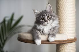 10 best cat trees of 2023 according to