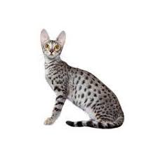 Bengal kittens, savannah kittens, serval kittens and cracal kittens in our large breeding program, all of our kittens are exposed to an appropriate amount of uv lighting. Savannah Cat Breed Profile Purina