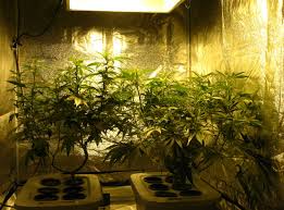 600w Hydroponic Grow Journal 23 09 Oz Harvest Grow Weed Easy