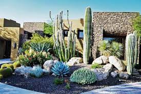 Southwestern Cactus Garden