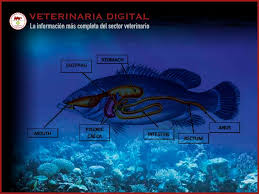 digestive enzymes in fish veterinaria