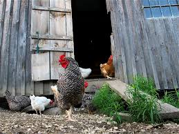 Backyard chickens promote healthy living. Episode 210 Backyard Chickens Growing A Greener World