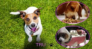 Ultimate Guide To Caring For My Jack Russell Terrier Trudog