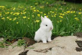 Résultat de recherche d'images pour "les lapin les plus mignon du monde"