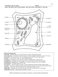 Mitochondria orange converts stored food into 8. Plant Cell Color Page Worksheet And Quiz Ce Endoplasmic Reticulum Cell Nucleus