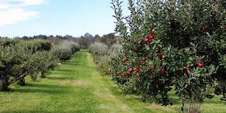 How To Create A Permaculture Orchard