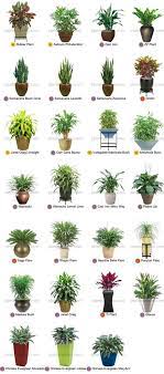 Cool Garden Plants Names And Pictures