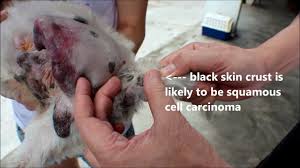 squamous cell carcinoma in a dog you