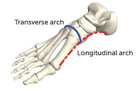 Longitudinal arch of the foot — infobox anatomy name = pagename latin = arcus pedis longitudinalis graysubject = 101 graypage = 360 caption = skeleton of foot. Evolving An Arch Across The Foot S Width Helped Hominids Walk Upright Science News