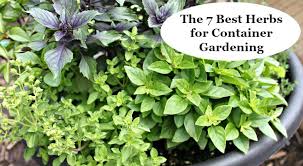 The 7 Best Herbs For Container Gardening