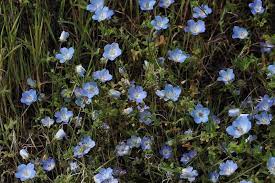 13 Blue Flowers For Australian Gardens