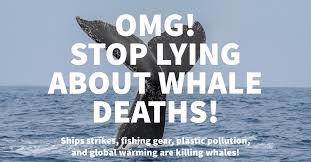stop lying about whale s save