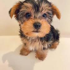 Maybe you would like to learn more about one of these? Yorkie Puppies For Sale Near Me Yorkshire Puppy For Sale
