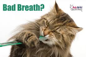 Before you begin any home remedy, it is important to gather the proper tools. Cat Bad Breath Stomatitis Cat Health Problems Cats Cat Bad Breath