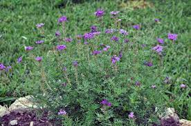This is a native texas wildflower which is also known as purple dandelion, milk pink and flowering straw. Flowering Plants For Texas And Natives Purple Flowering Plants Purple Plants Flowers Perennials