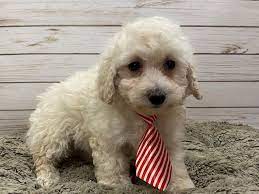 miniature poodle dog male cream 2990117