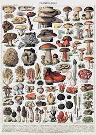Details About Mushroom Champignon Chart Illustration Poster