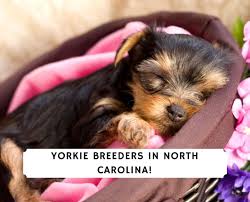best yorkie breeders in north carolina