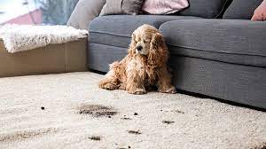 8 best rugs for dogs az s