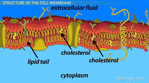 the cell membrane