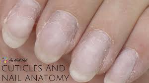 cuticles nail anatomy you