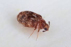 varied carpet beetle images browse